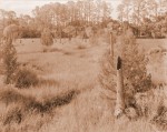 Florida Prairie and Marsh, Castaway Island