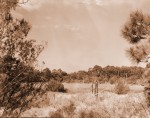 Florida Prairie and Pines, Castaway Island