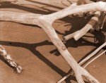 Driftwook and Shadows, Big Talbot Island
