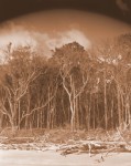 Driftwood, Trees and Clouds, Big Talbot Island