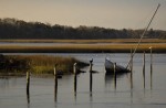 Birds, Sunken Boat 1